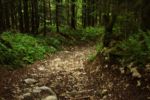 2014-07-05_Laengental-N-Hochweg (974). JPG